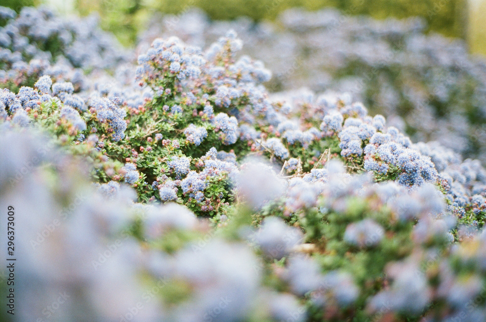 View of beautiful flowers in the garden View of beautiful flowers in the garden