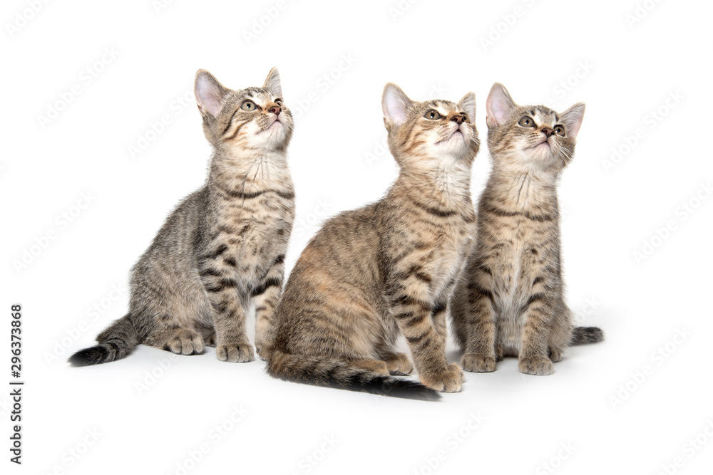 Three tabby kittens looking up