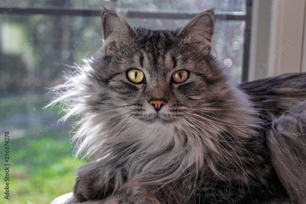 Portrait of domestic long haired cat Portrait of domestic long haired cat