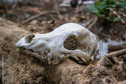 Close up of animal skull on log