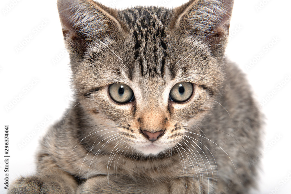 Obraz premium Cute tabby kitten resting on white