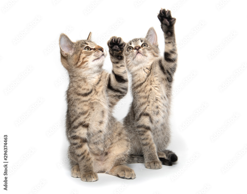 Fototapeta premium Two cute kittens looking up
