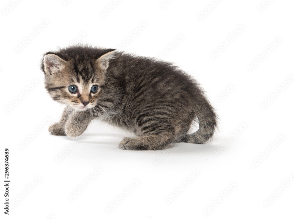 Fototapeta premium Cute baby tabby kitten on white