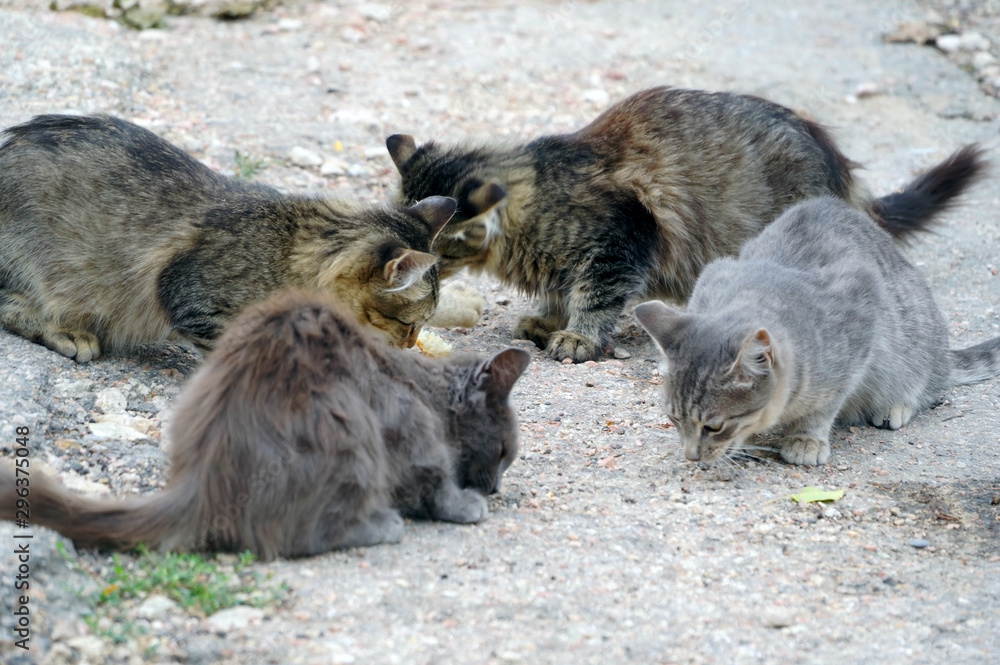 beautiful fluffy stray cats on a walk beautiful fluffy stray cats on a walk