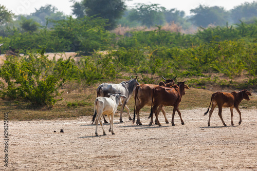 Sacred Cows in India © Igor Zhorov