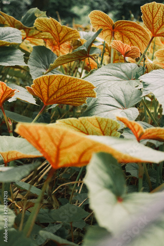 Close up of orange and green leafed plants photo