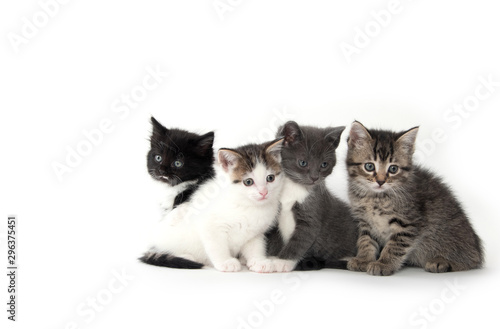 Four cute kittens on white