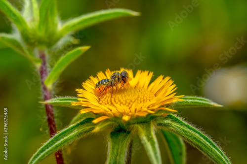 Image of bee or honeybee on yellow flower collects nectar. Golden honeybee on flower pollen with space blur background for text. Insect. Animal © blackdiamond67