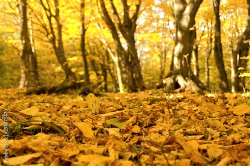  fallen foliage in the autumn forest