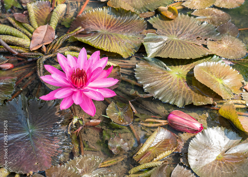 lotus flower in the pond