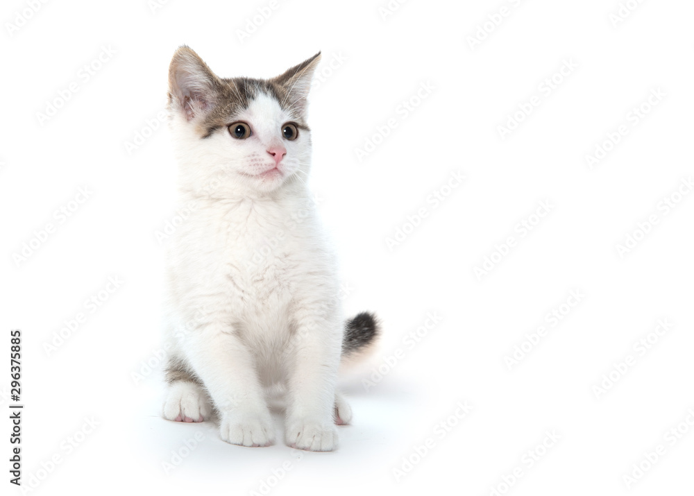 Obraz premium Cute white kitten on white background