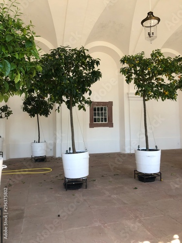 plants in pots