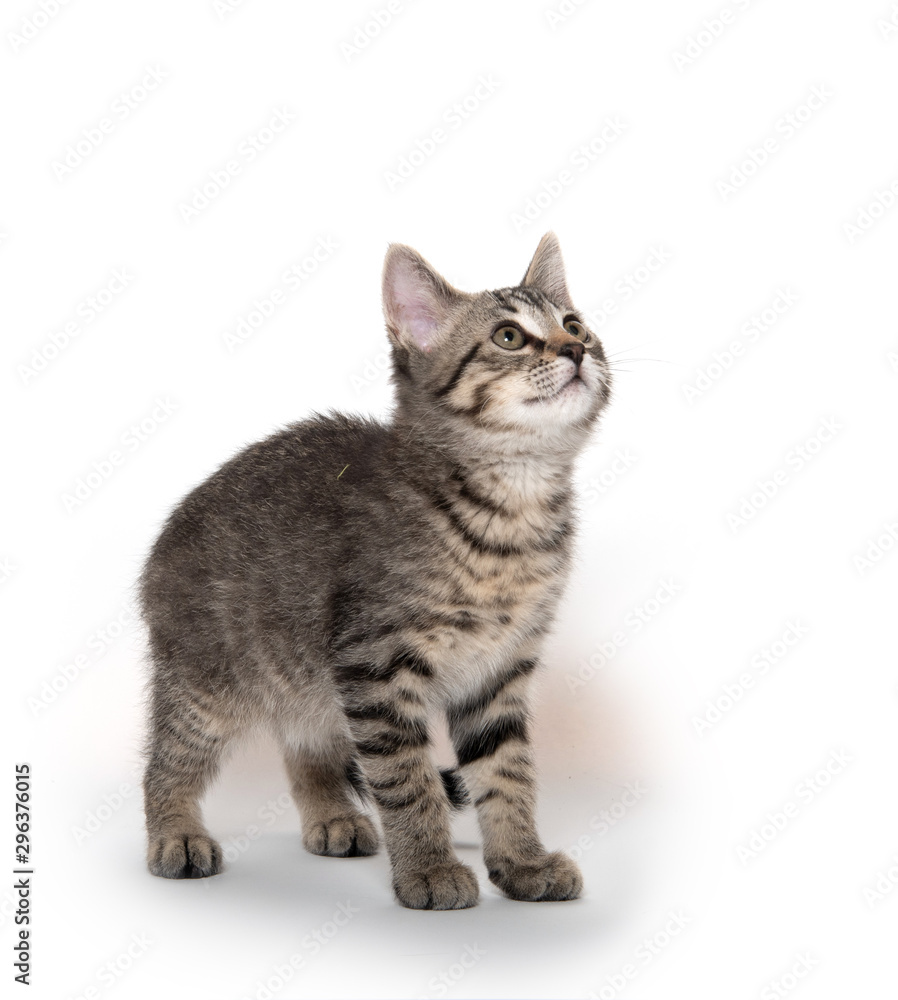 Cute tabby kitten