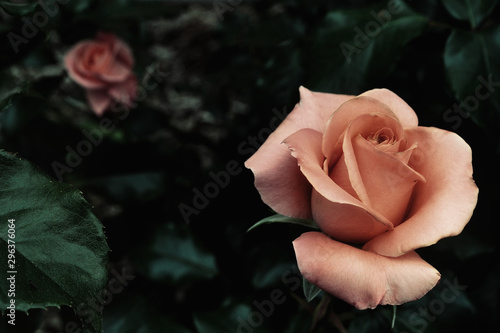 Close of pink rose on rose bush photo