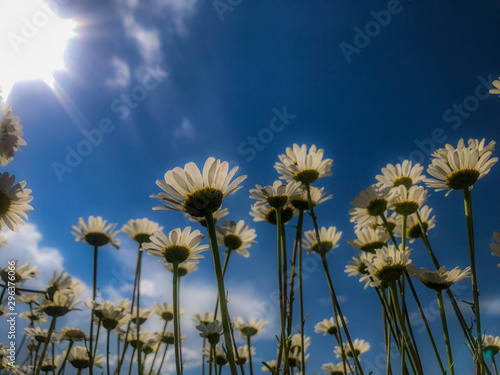 Low angle view of oxeye daisy growing against sky