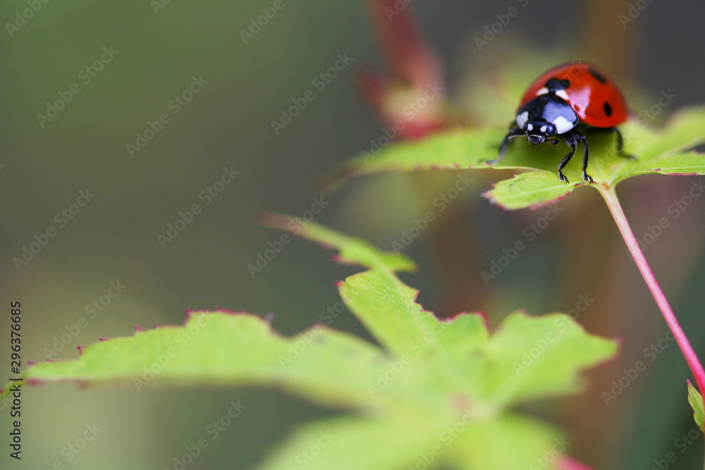 coccinelle coccinelle