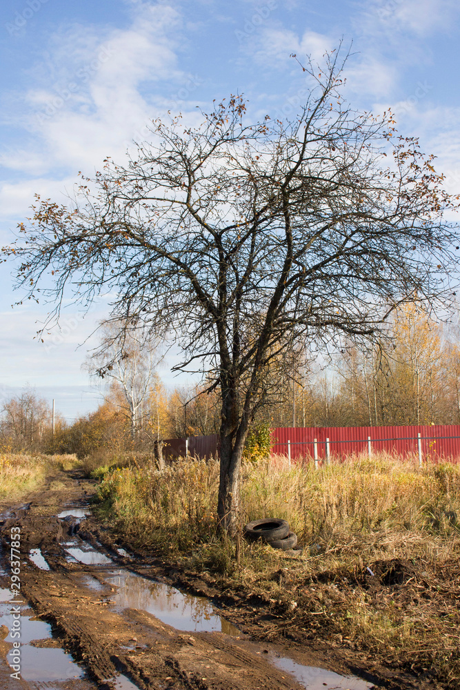 Fototapeta premium Realities of autum