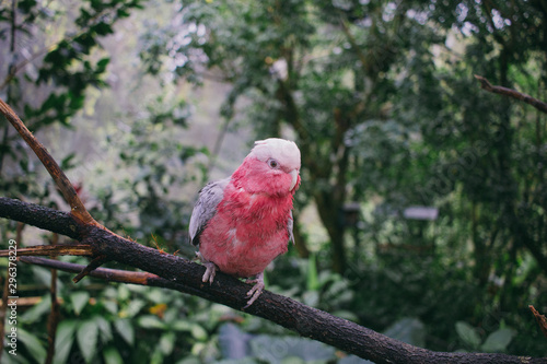 Close up view of parrot sitting on tree branch