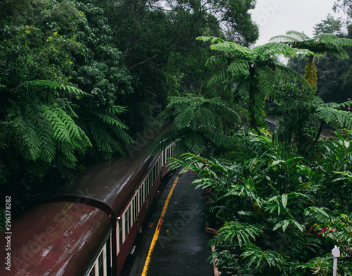Train passing through jungle