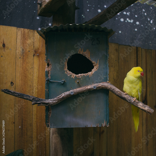 Lutino Indian ringneck parakeet sitting on branch