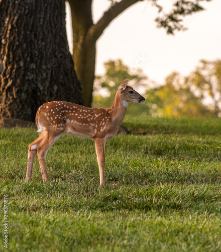 white-tailed deer fawn in late evening