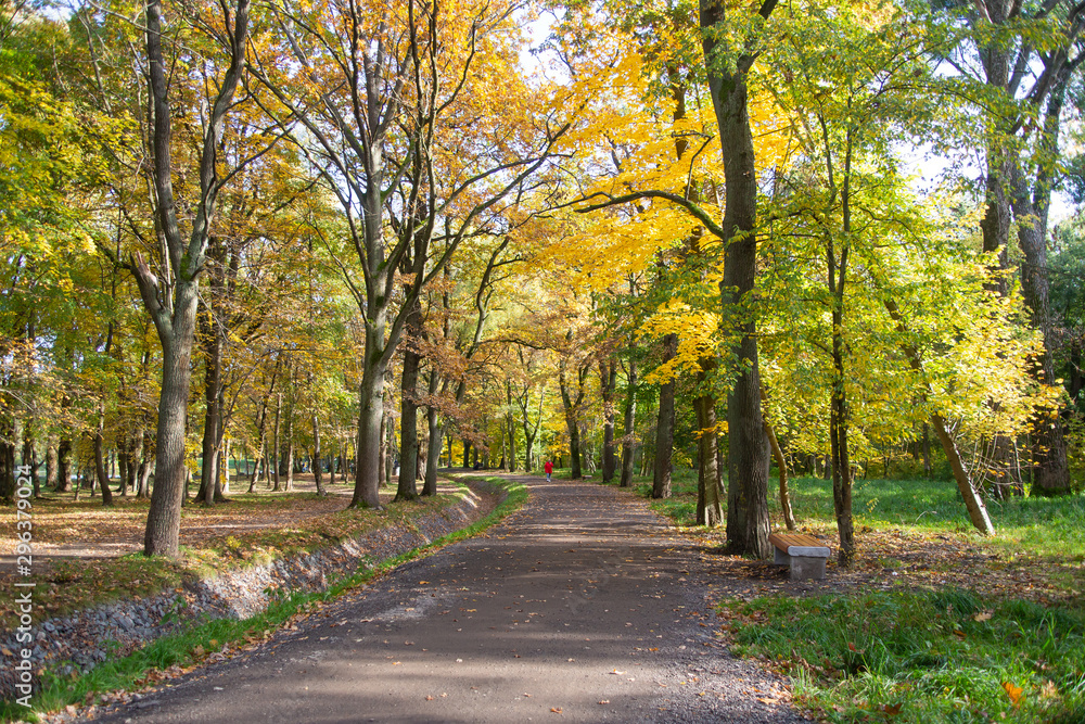 Beautiful autumn park.  Autumn trees and leaves. Autumn Landscape, background