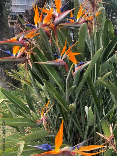 bird of paradise