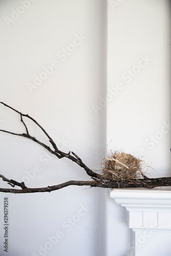 Birds nest on branch in white interior photo