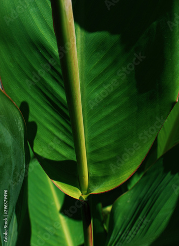 Close up of green leaf