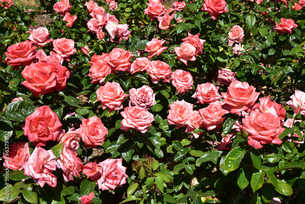 Fototapeta premium Rosier rose en été au jardin