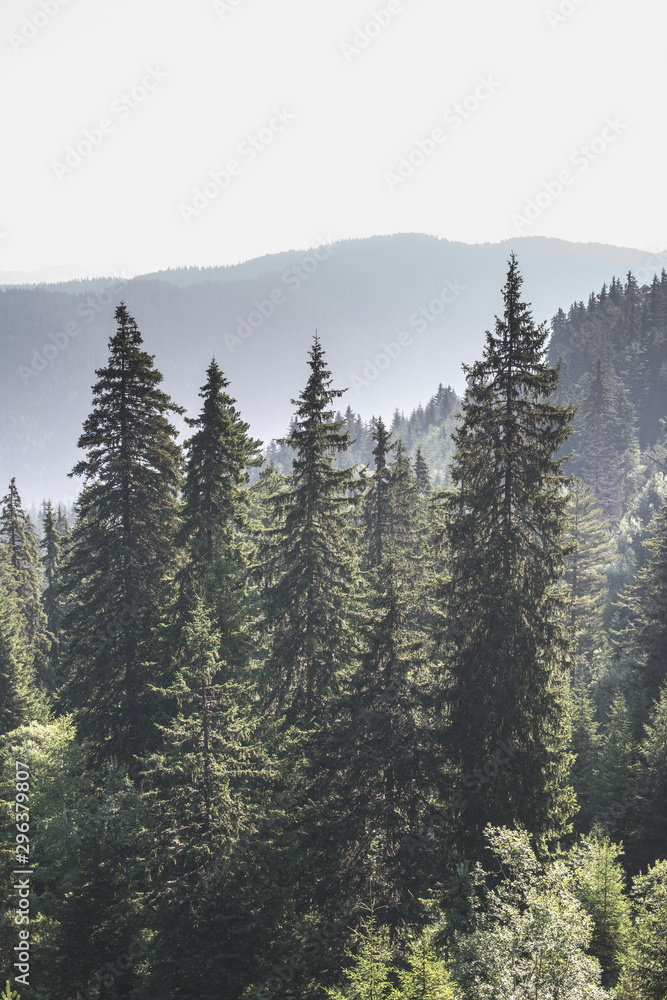 Fototapeta premium Green fir forest