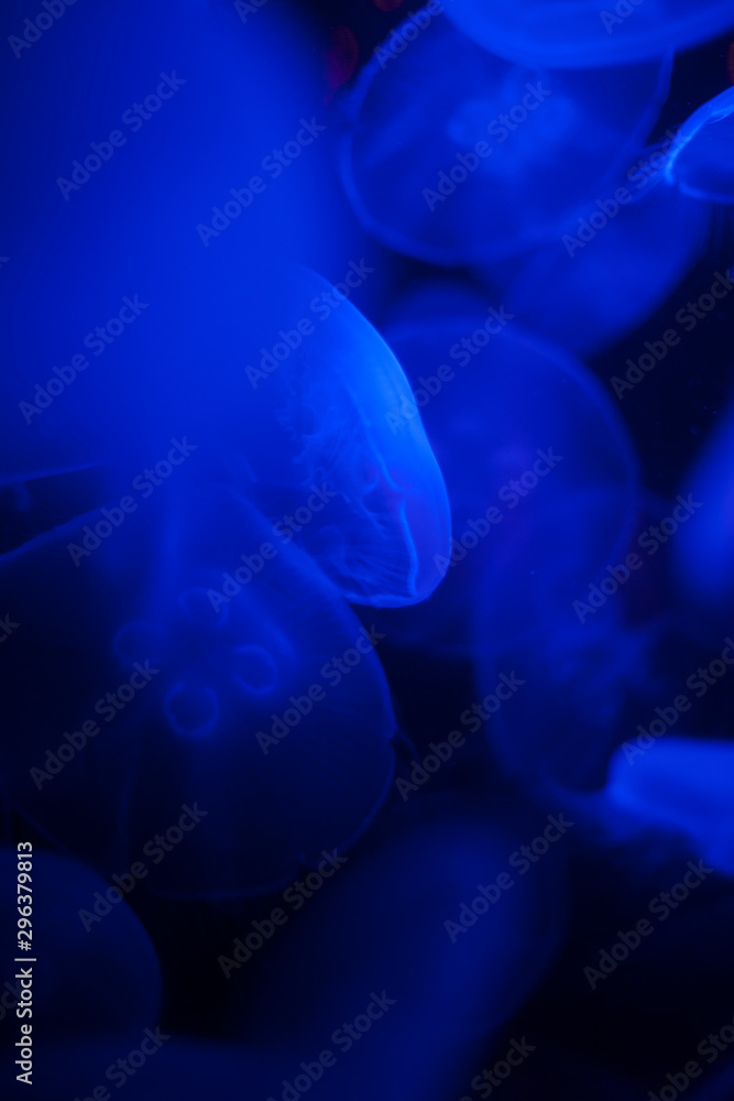 Group of jelly fish illuminated by blue light Group of jelly fish illuminated by blue light