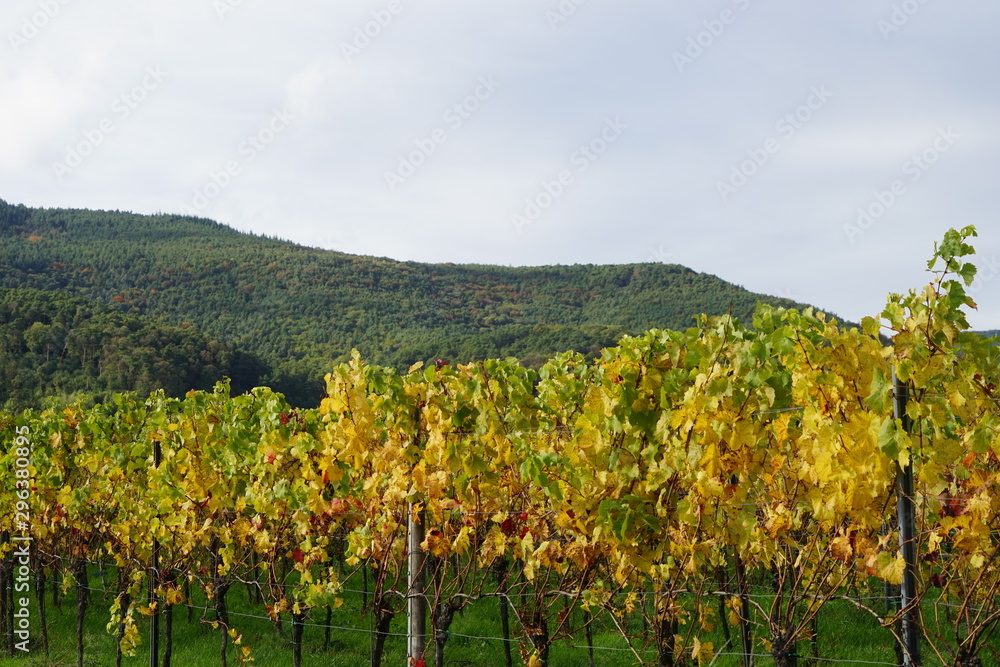 Pfälzischer Weingarten im Herbst