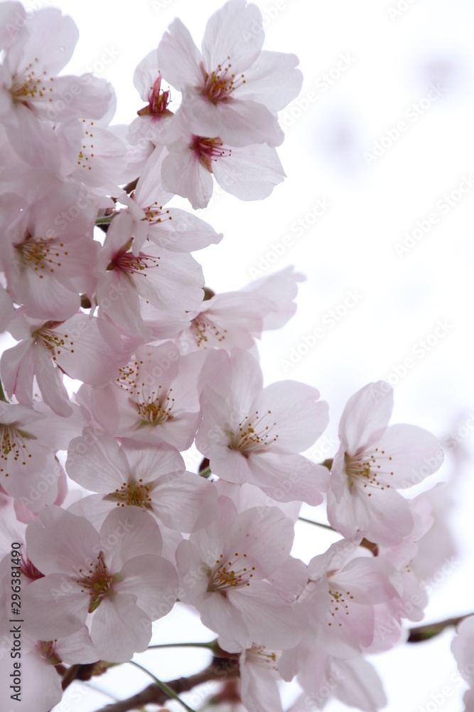 太陽の広場の桜