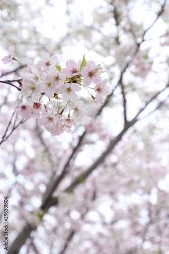 太陽の広場の桜