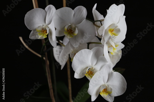 Fototapeta Naklejka Na Ścianę i Meble -  orchid on white background