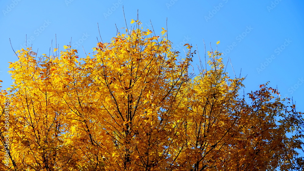Fototapeta premium Tree branches with yellow leaves in autumn