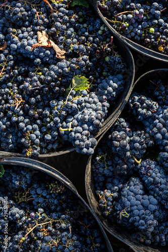 Close up of blue grapes in basket