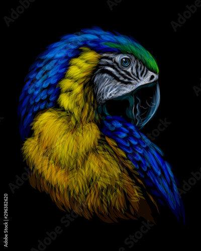 Macaw parrot. Hand-drawn, artistic portrait of a blue-and-yellow macaw parrot on a black background.