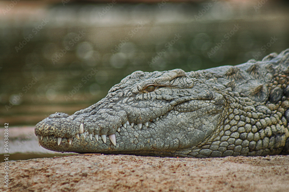 Fototapeta premium Croco