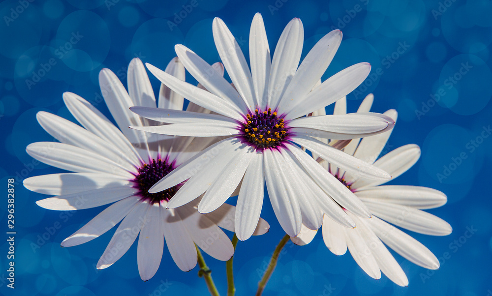 flores blancas con el cielo de fondo Stock Photo | Adobe Stock