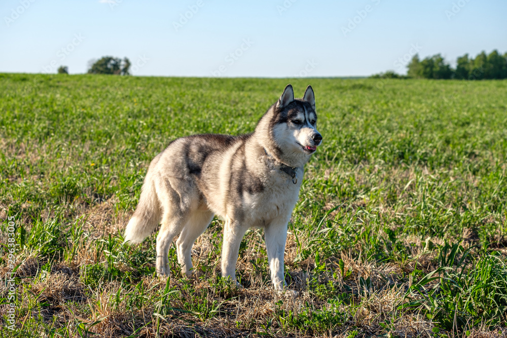 clear the sky and green field on it is worth dog husky and looks in side clear the sky and green field on it is worth dog husky and looks in side
