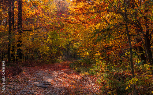 Autumn in the old park. Autumn landscape. The colors of autumn.