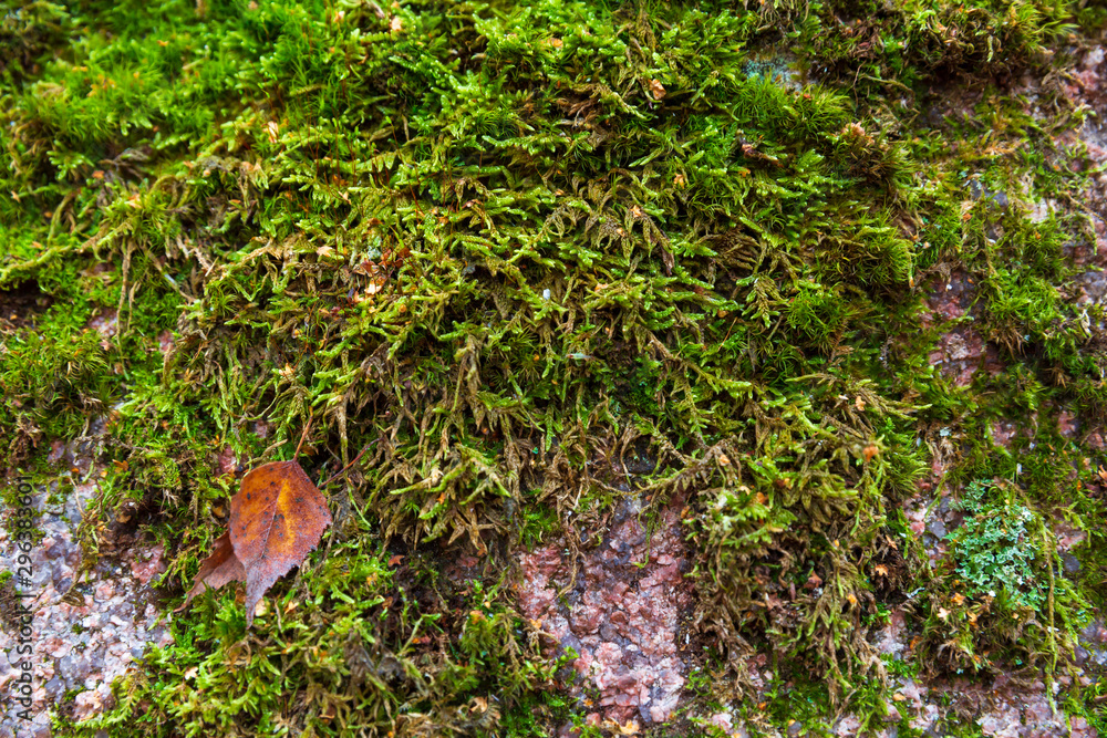 Green moss growing around the granite stone with autumn leaves Green moss growing around the granite stone with autumn leaves