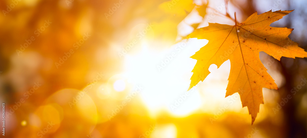 Autumn nature backdrop;  Autumn leaves background, yellow maple leaf against sunny sky