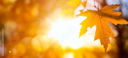 Autumn nature backdrop   Autumn leaves background, yellow maple leaf against sunny sky © Konstiantyn