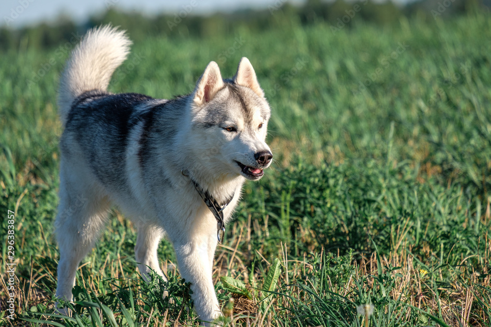 angry dog slightly grinned and ran across the field angry dog slightly grinned and ran across the field