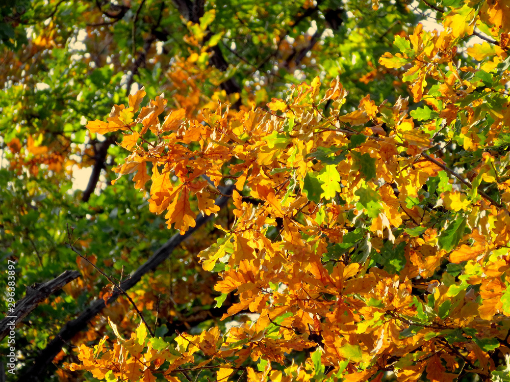 Oak branch with orange and green leaves