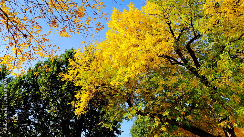  Tree branches with yellow leaves in autumn