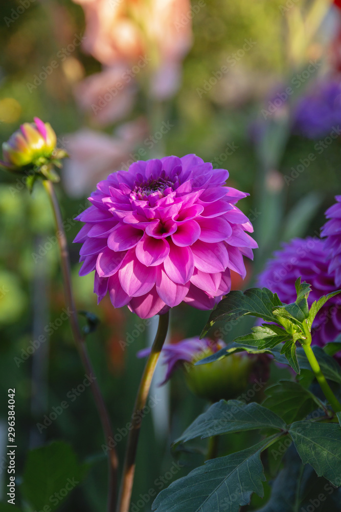 dahlia flower dahlia flower